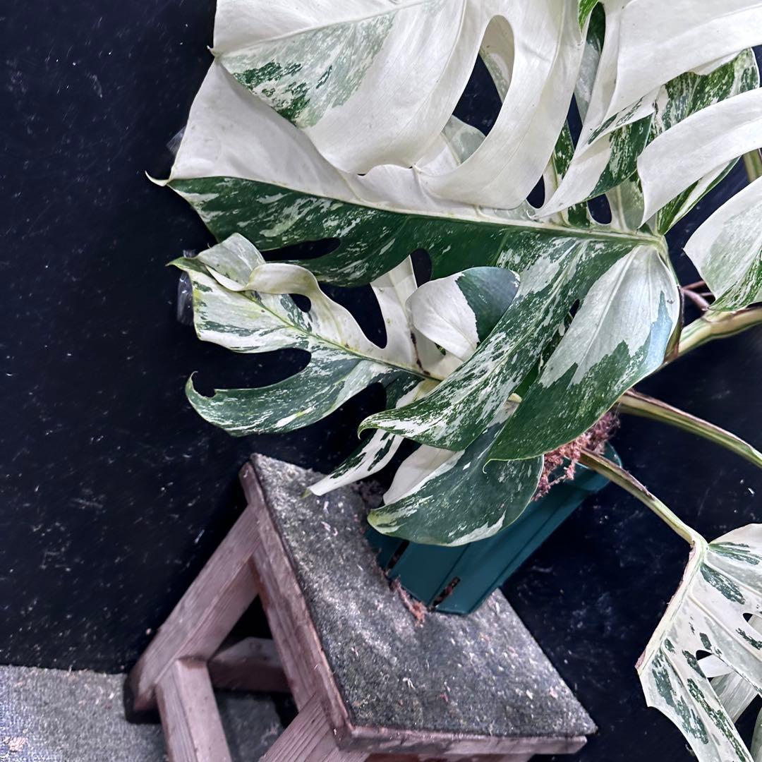 ゆ*う様 斑入りモンステラ ホワイトタイガー極美大株69cm白斑多