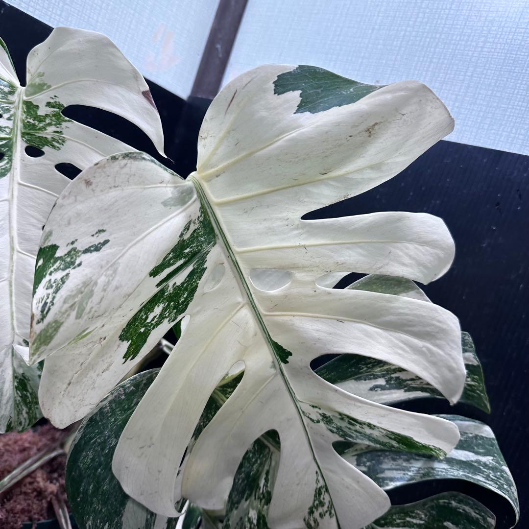ゆ*う様 斑入りモンステラ ホワイトタイガー極美大株69cm白斑多