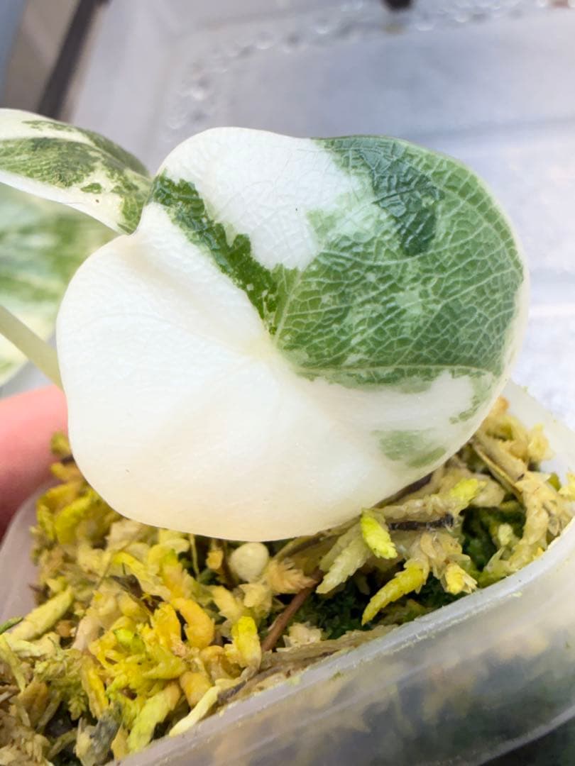 アロカシア メロ アルボ