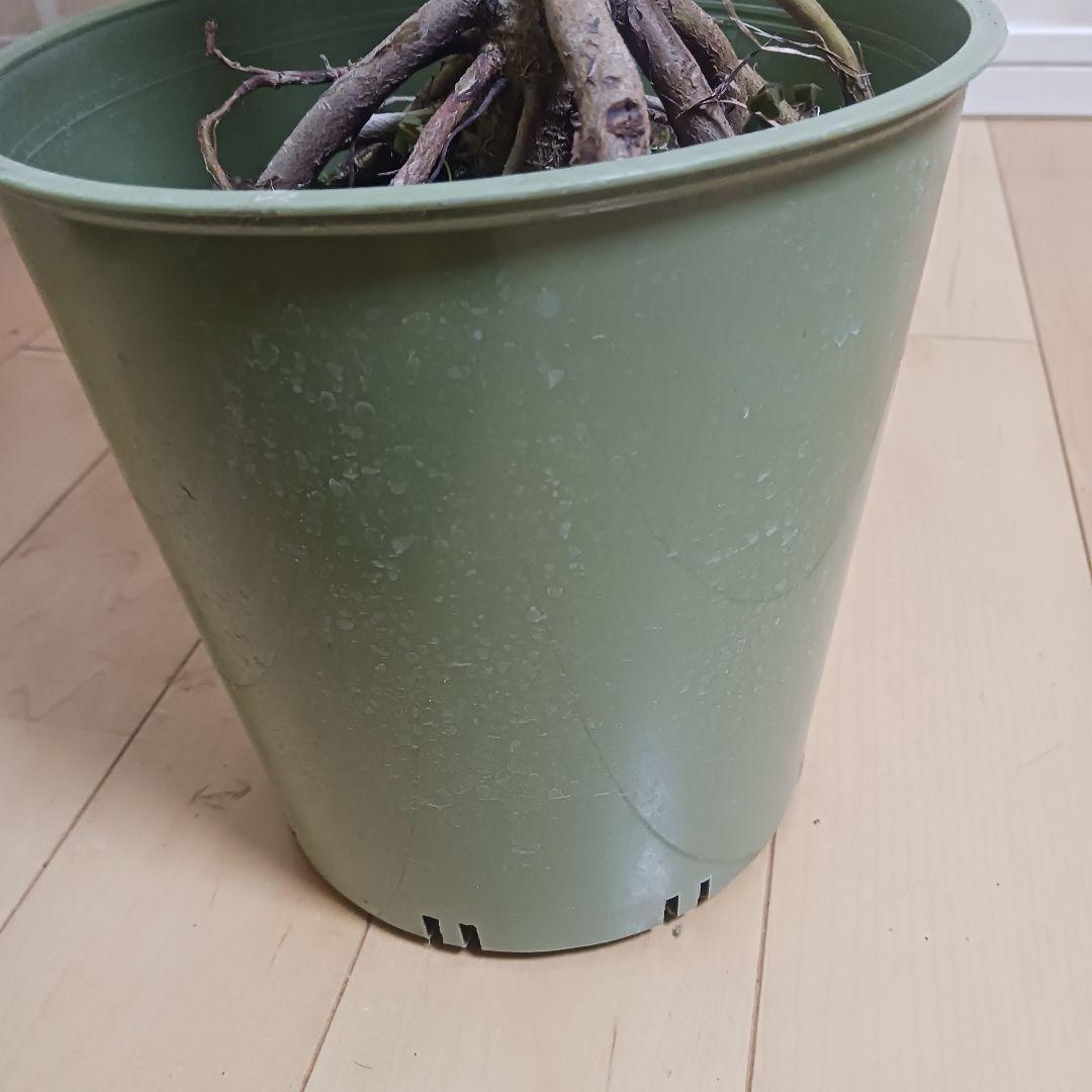 アルテシマ　7号　観葉植物　ゴムノキ