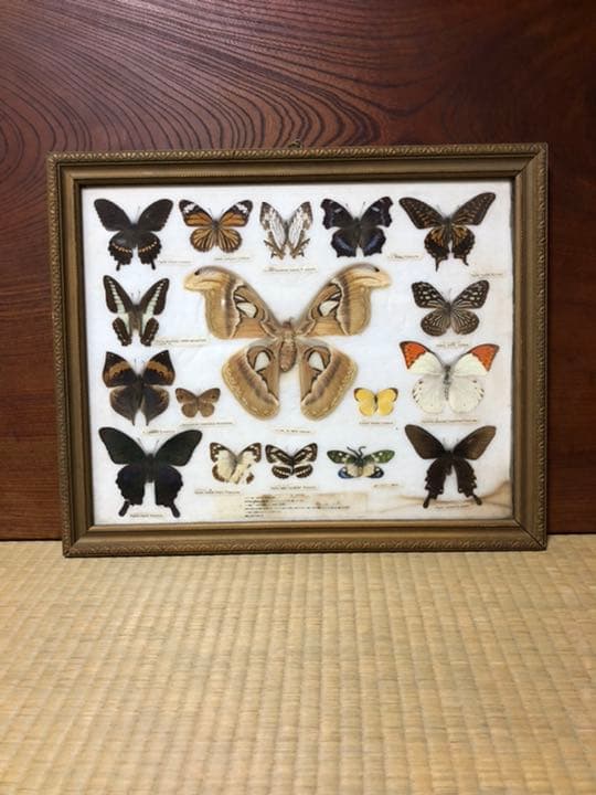 蝶の標本