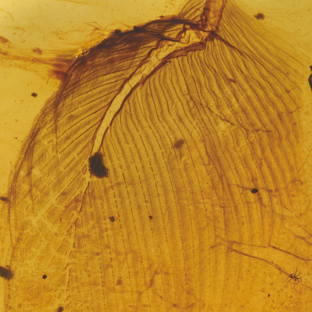 レア極上品 PA0073虫入り琥珀化石　ミャンマーカムティかタナイ9900万年前