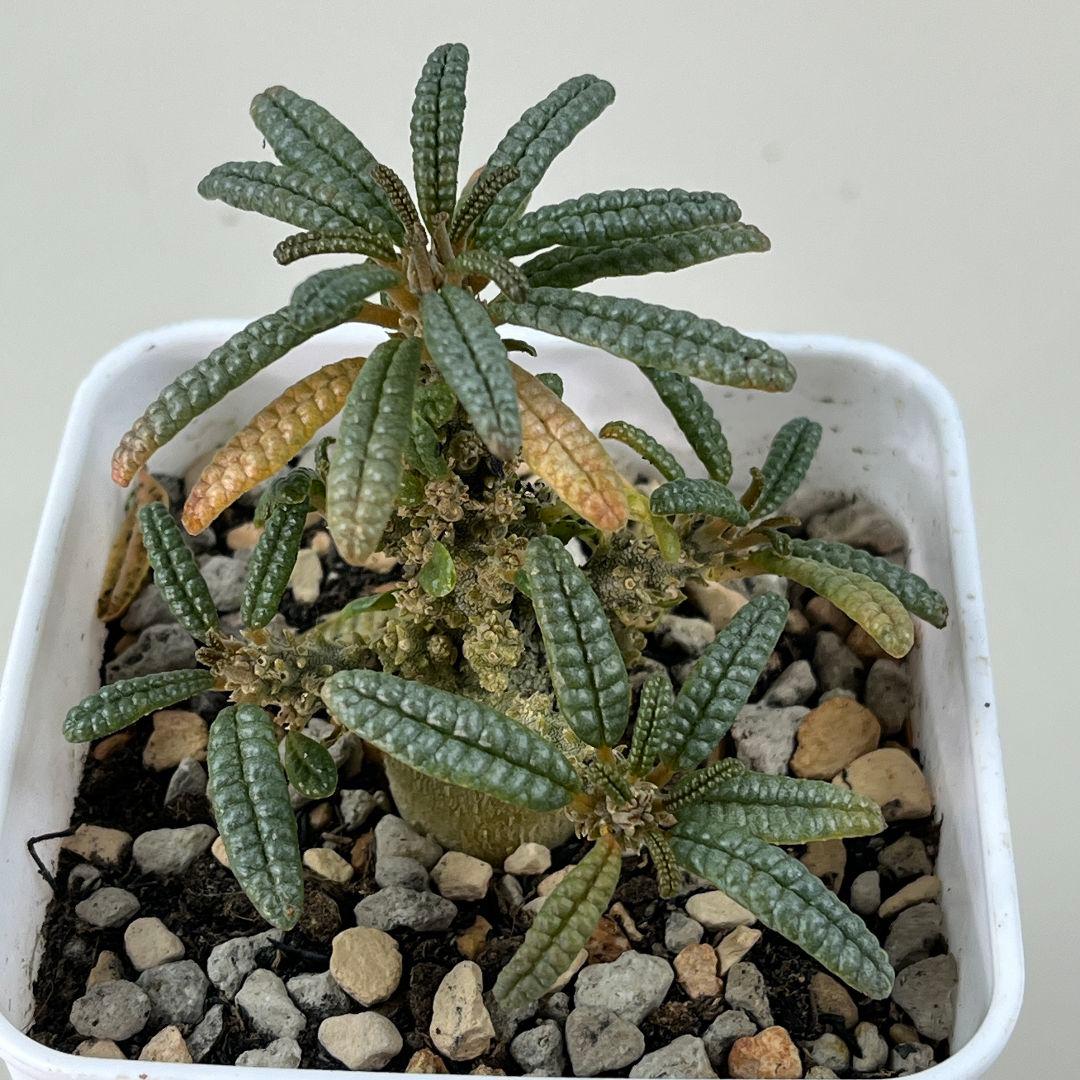 E31実生 まん丸 ドルステニア ギガス ブラータ