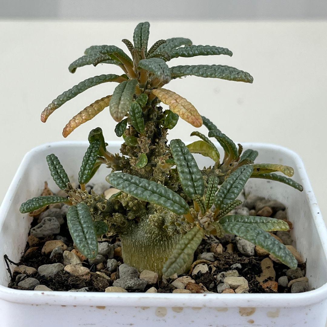 E31実生 まん丸 ドルステニア ギガス ブラータ