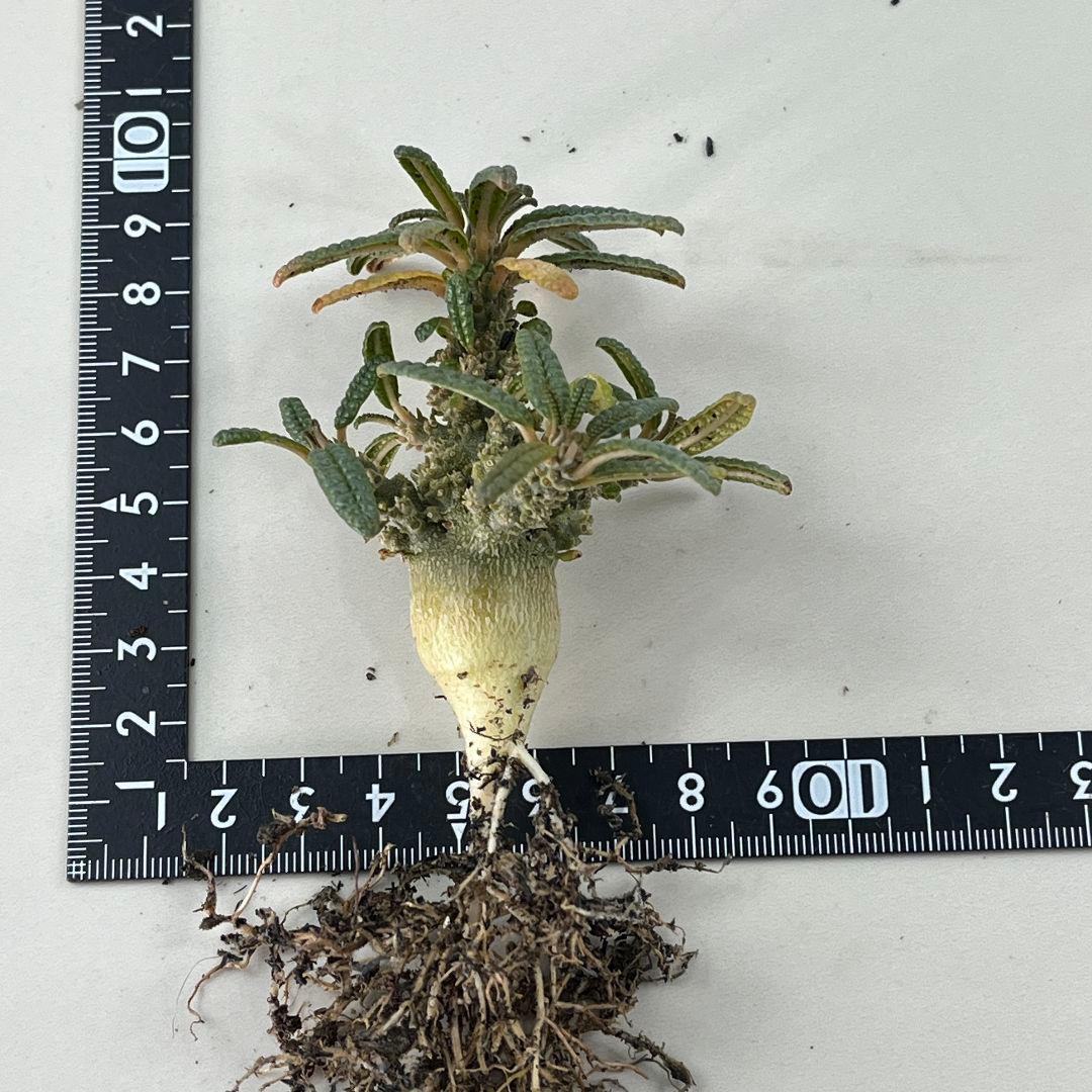 E31実生 まん丸 ドルステニア ギガス ブラータ