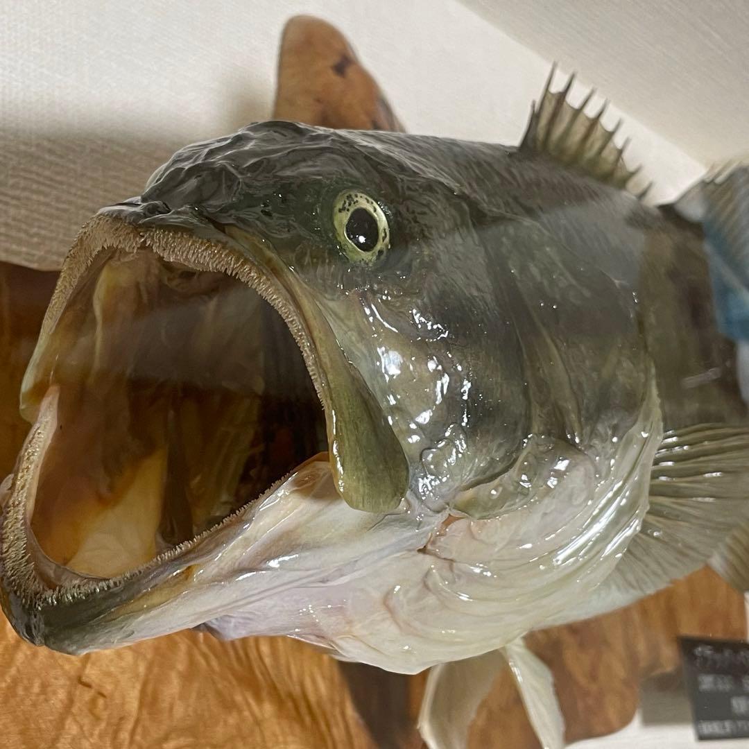 ブラックバス 剥製 魚 体長約52cmガラス額入り 魚類剥製工房リアルアート岩井