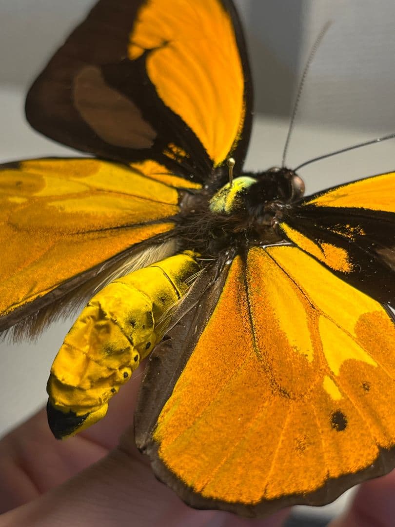 アカメガネトリバネアゲハ 外国産蝶標本 モルフォ 蝶 標本 野外採集品 蝶の標本