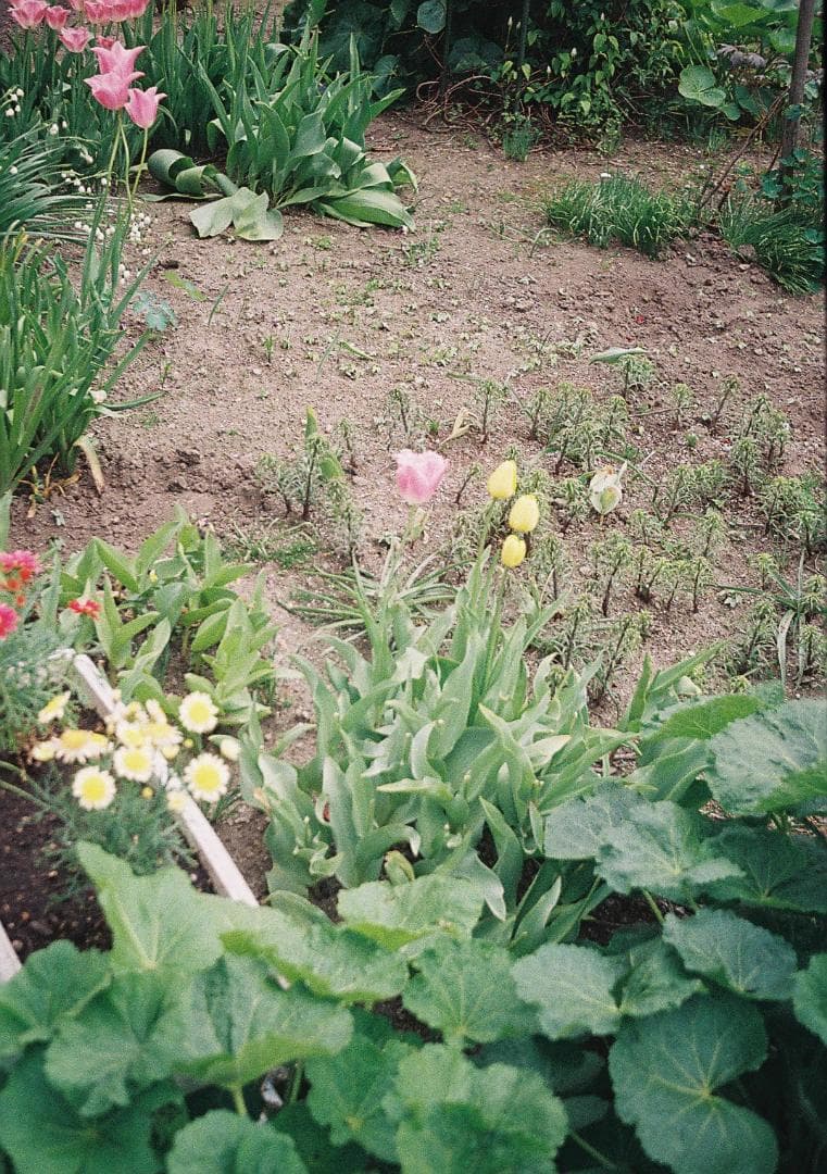 ラグランスリーブ【整備品】オリンパス　ペンEE-2　フィルム試写あり