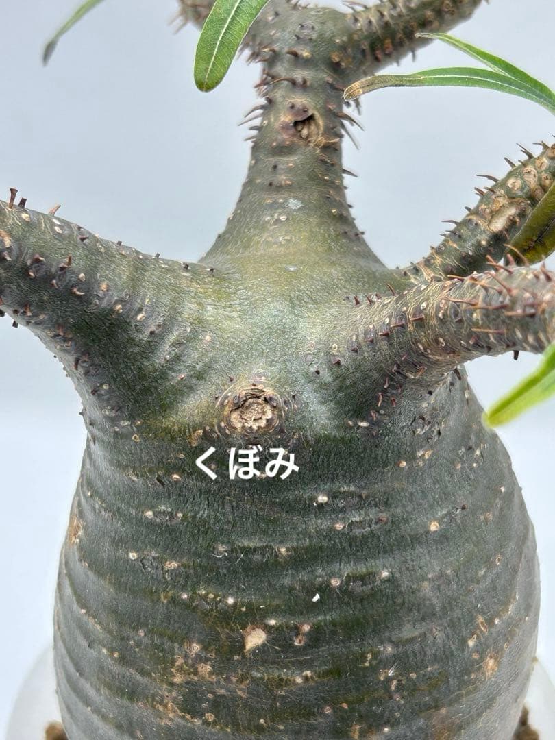 現地球　発根済み　パキポディウム　グラキリス　落葉中