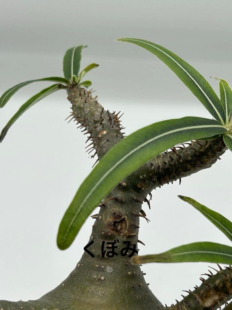 現地球　発根済み　パキポディウム　グラキリス　落葉中