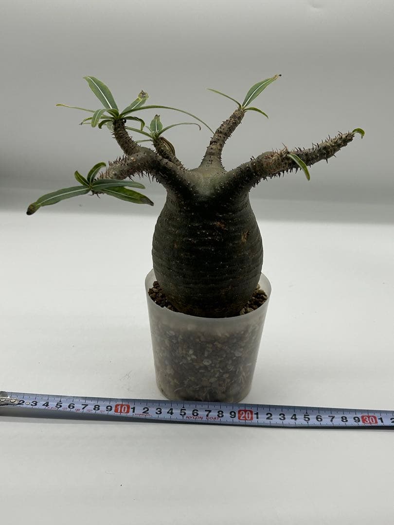 現地球　発根済み　パキポディウム　グラキリス　落葉中