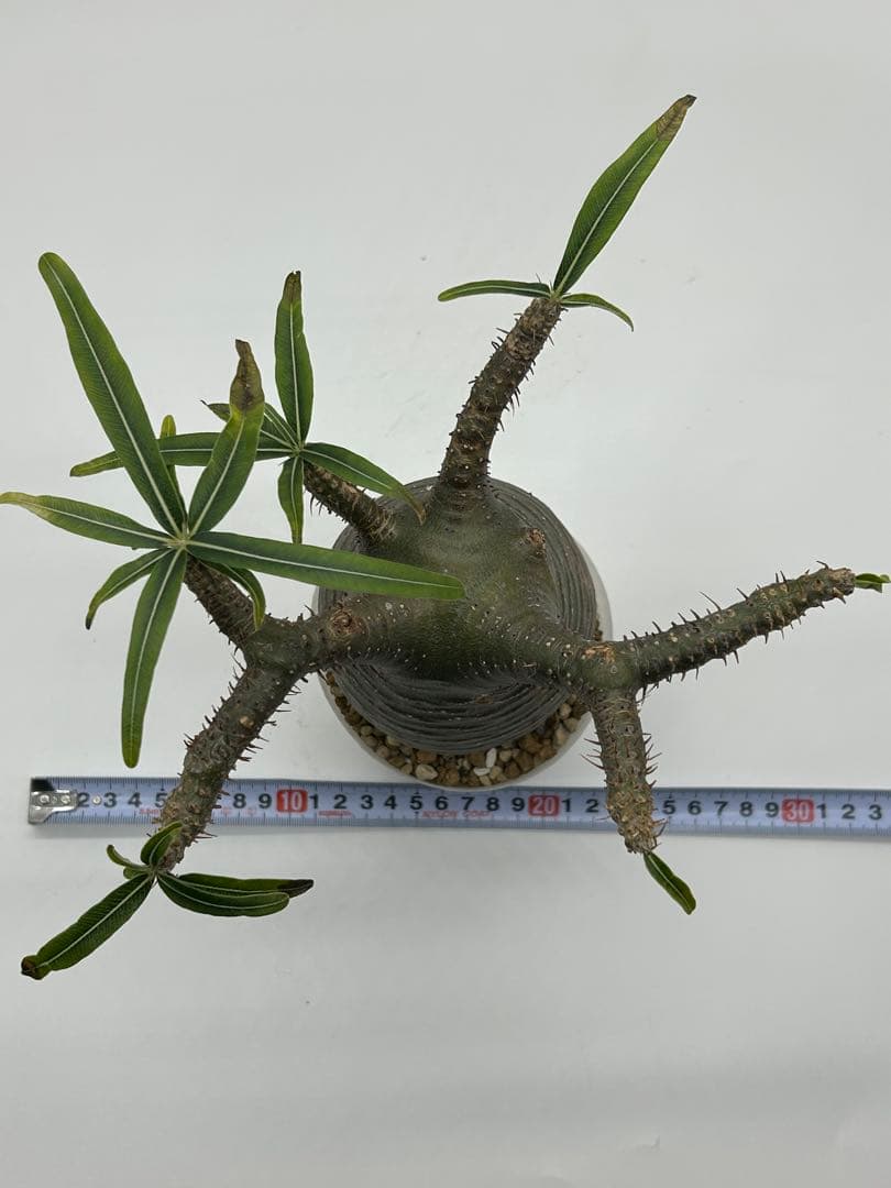 現地球　発根済み　パキポディウム　グラキリス　落葉中