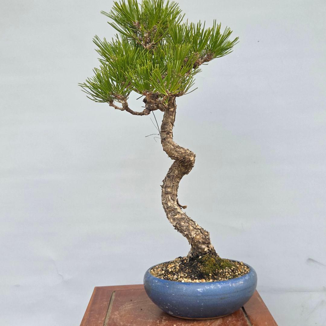 黒松　[文人風木]　中品盆栽