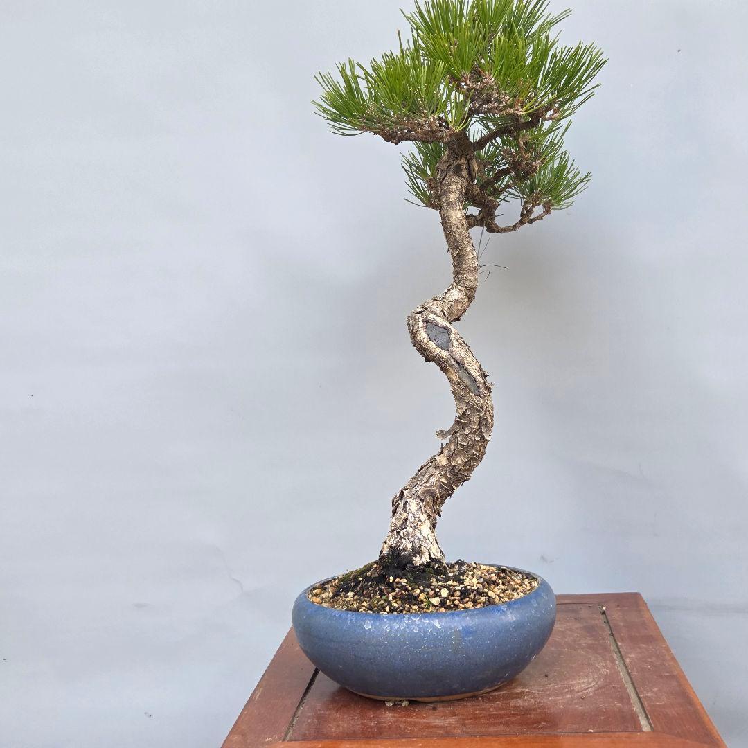 黒松　[文人風木]　中品盆栽