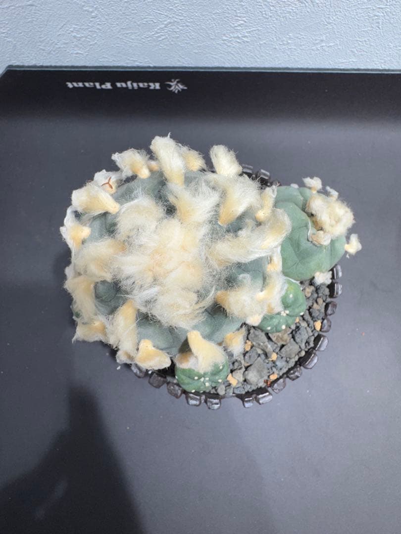 ロフォフォラ 鳥羽玉 古株 陶器鉢付き サボテン