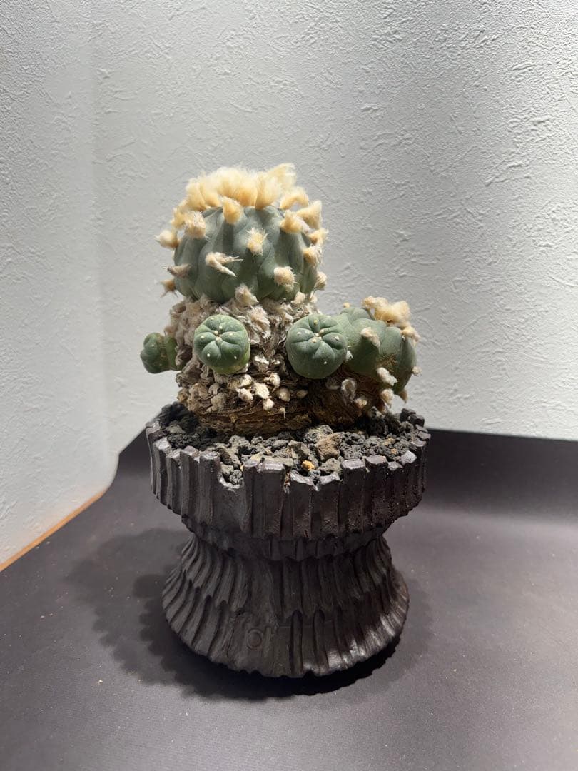 ロフォフォラ 鳥羽玉 古株 陶器鉢付き サボテン