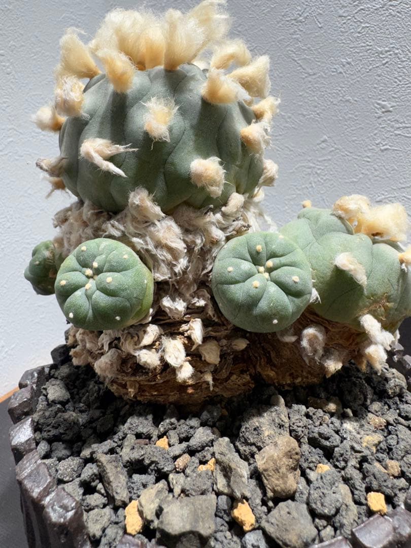 ロフォフォラ 鳥羽玉 古株 陶器鉢付き サボテン