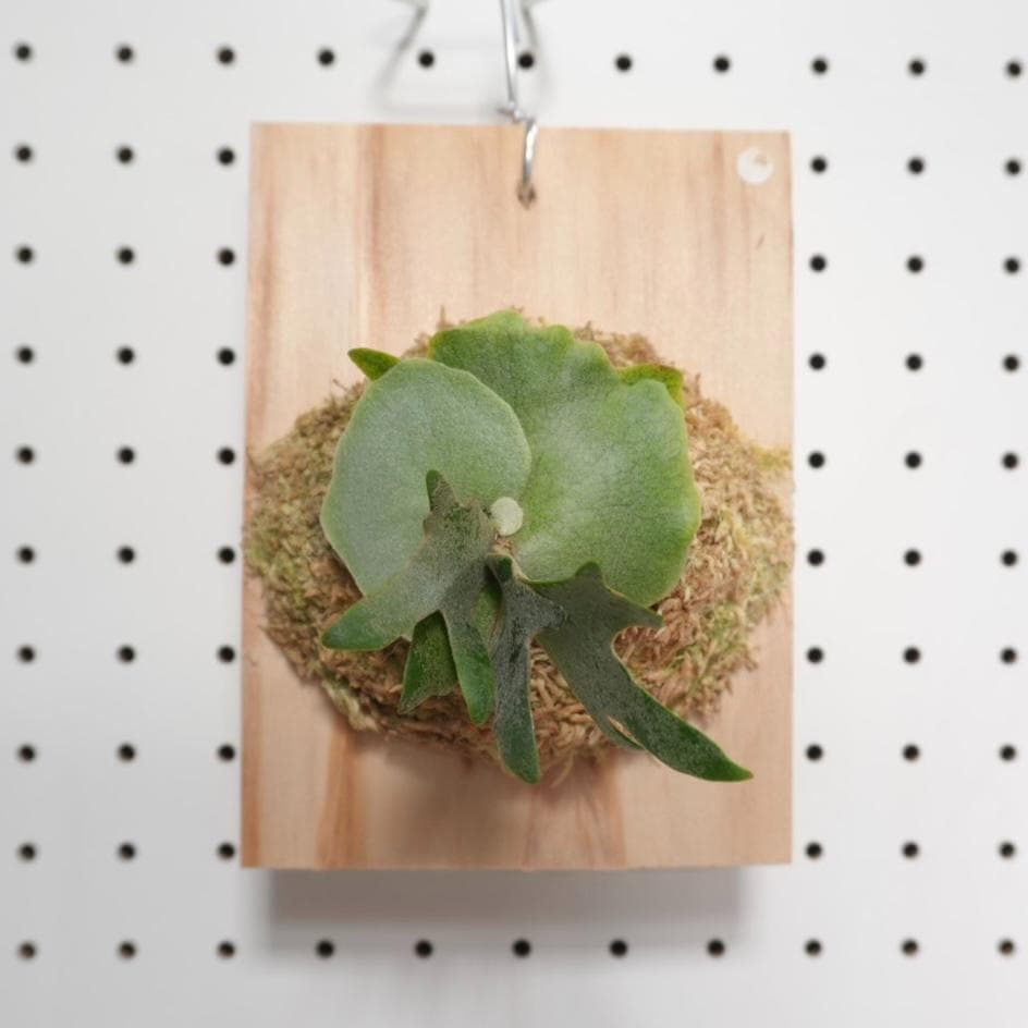 ビカクシダ OMG ウィリンキードワーフ 板付　O-1