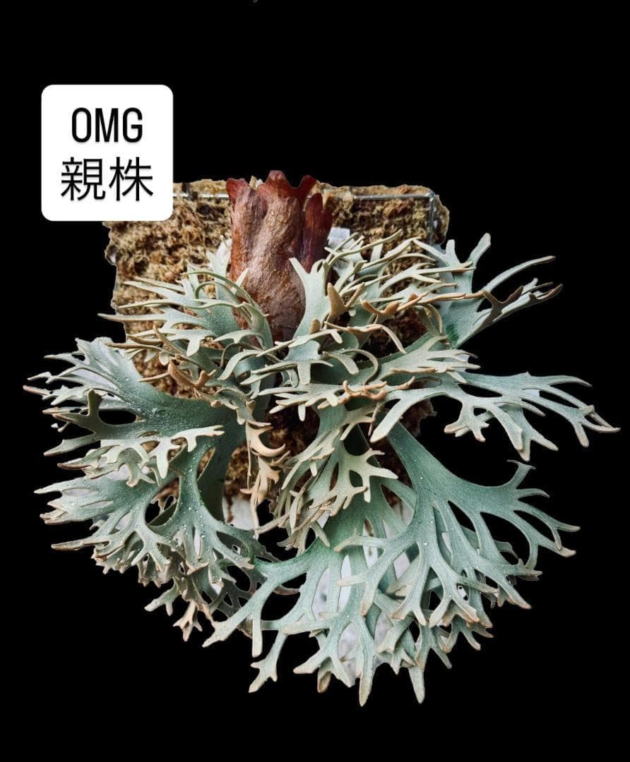 ビカクシダ OMG ウィリンキードワーフ 板付　O-1