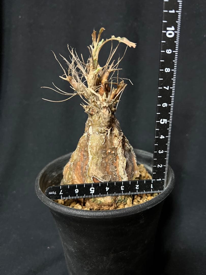 モモルディカ ロストラータ