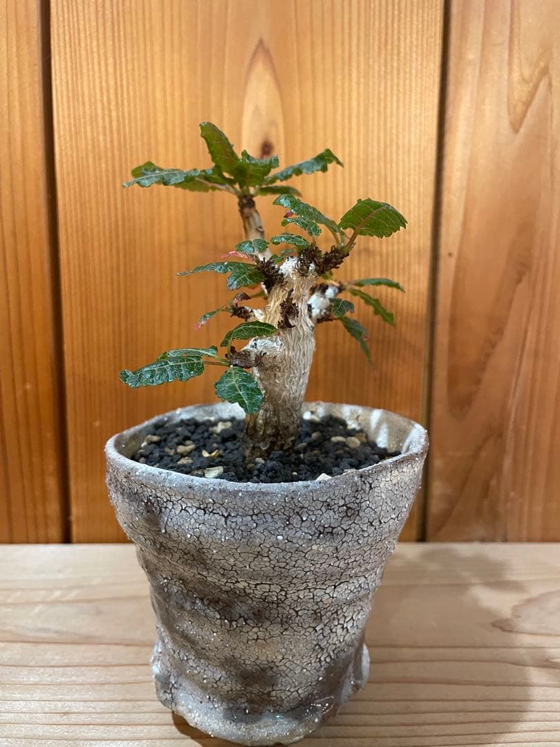 ボスウェリア　ナナ　　　阪本健　鉢