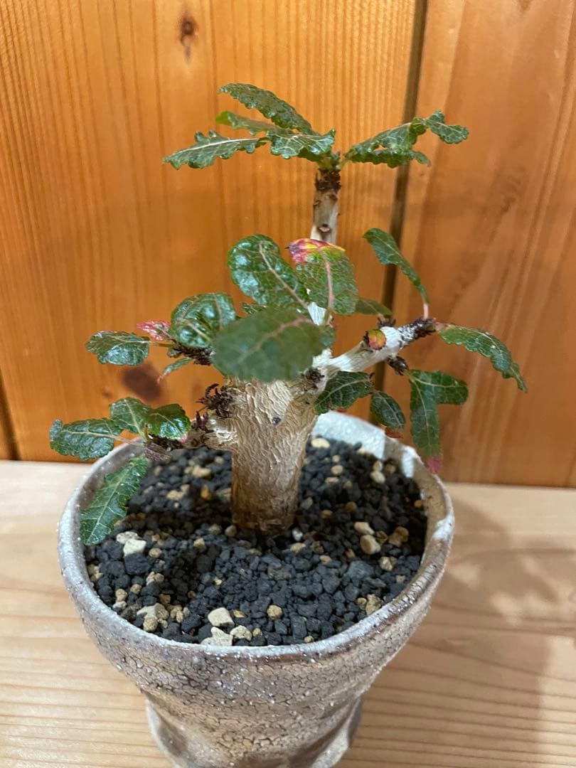 ボスウェリア　ナナ　　　阪本健　鉢