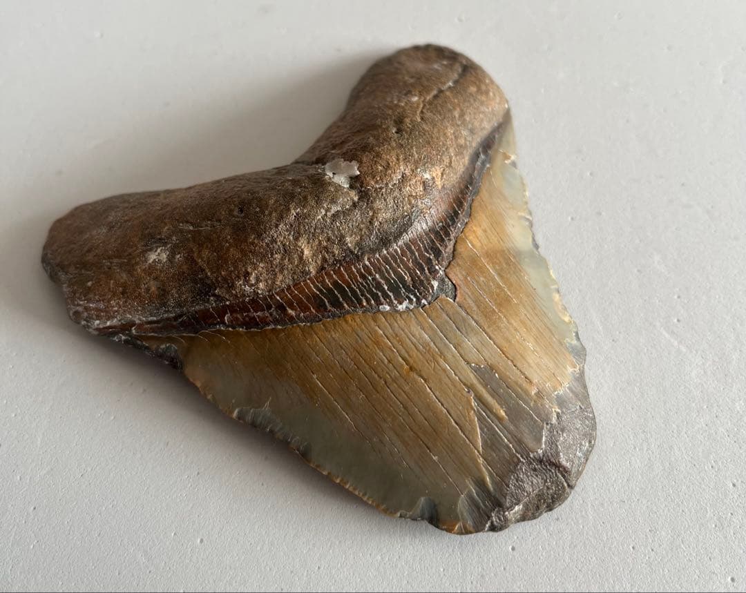 【本物】メガロドンの歯 化石 伝説の巨大ザメ