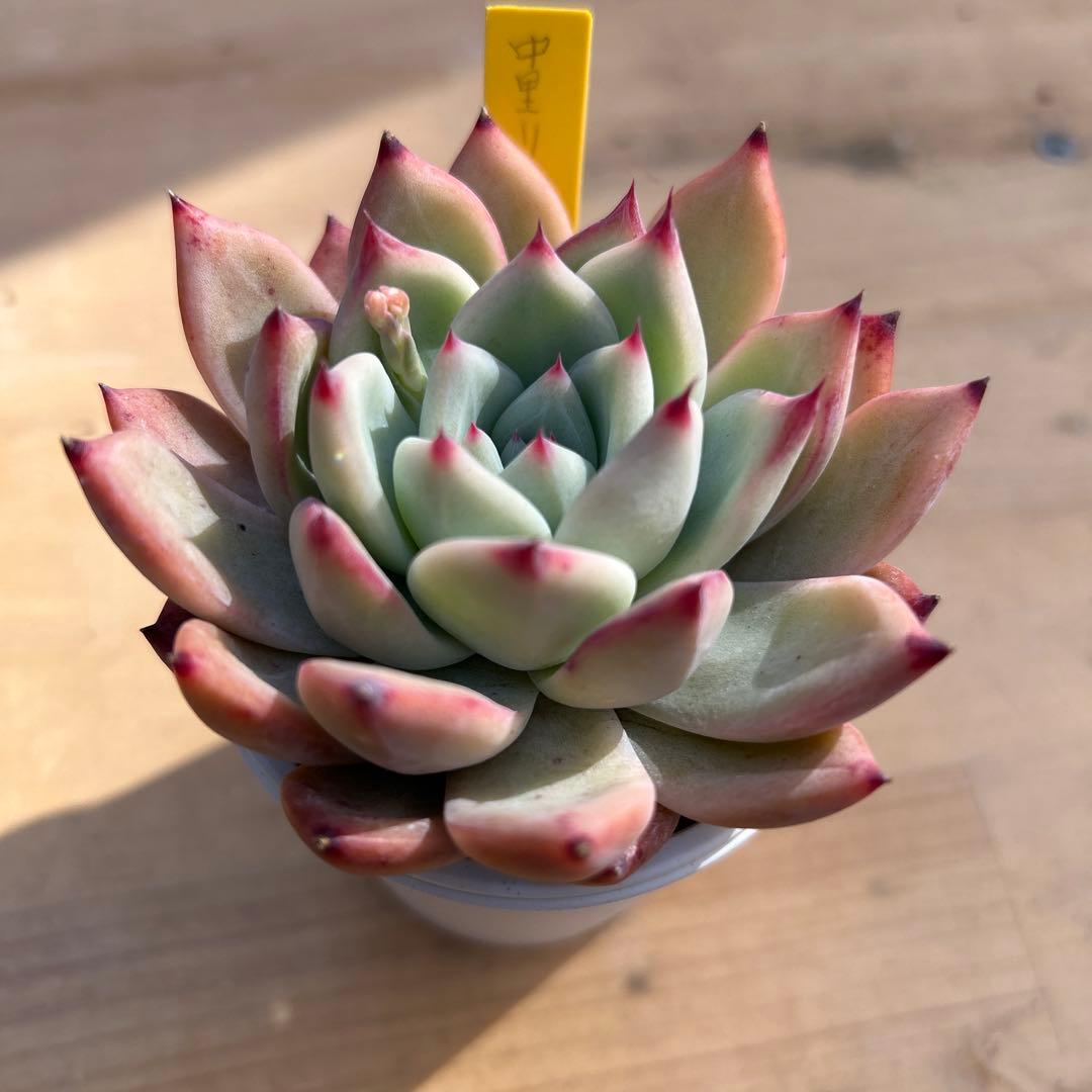 は*の様 多肉植物⭐︎中里リンゼアナ⭐︎札付き⭐︎花芽有り