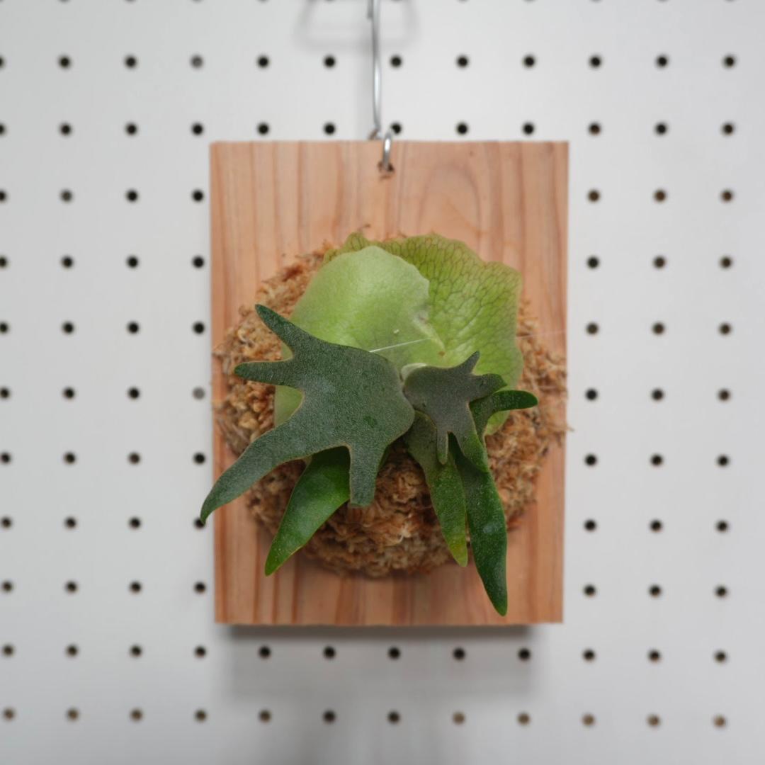 ビカクシダ willinckii nano ウィリンキー ドワーフ 板付