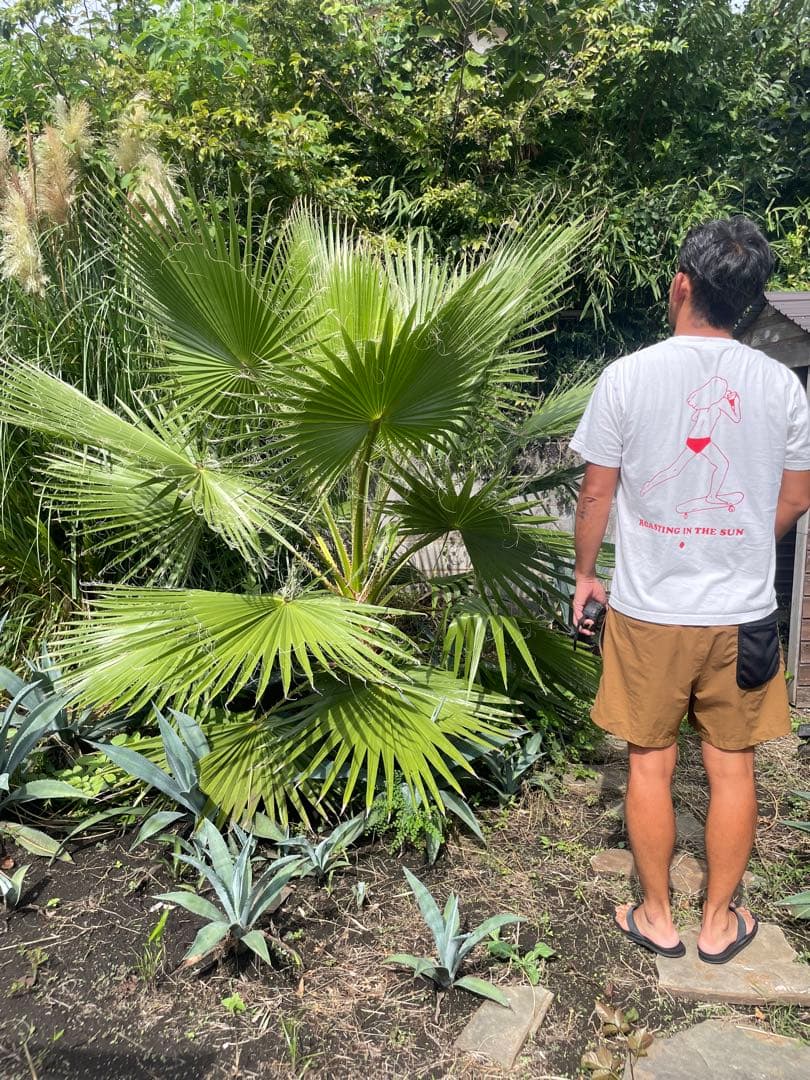 ワシントンヤシ　地植え　【横浜市引き取り可能な方】