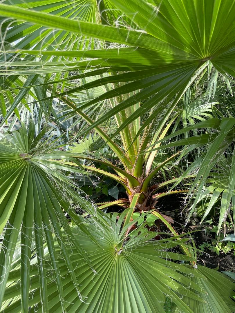 ワシントンヤシ　地植え　【横浜市引き取り可能な方】