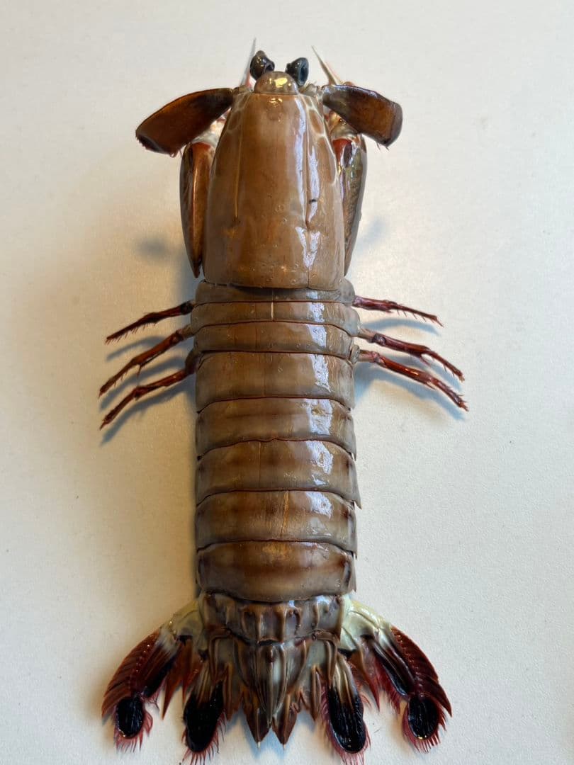 モンハナシャコ 蟹カニガニ甲殻類エビ蝦蛄タランチュラ標本