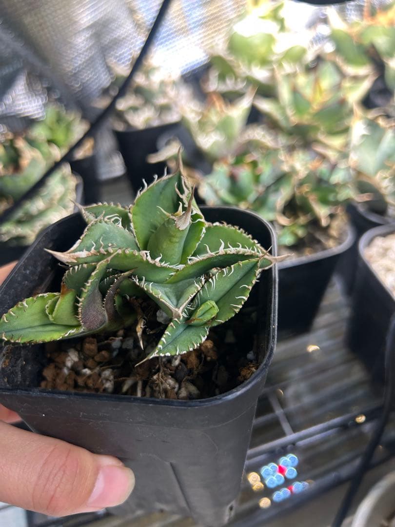 アガベ　チタノタ　巨歯鯊　龍球会血統