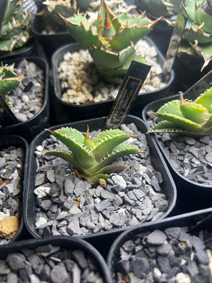 アガベ　チタノタ　巨歯鯊　龍球会血統