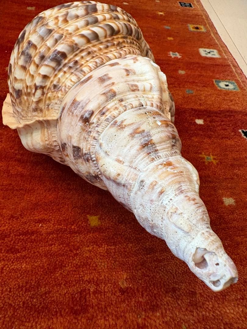 大きな螺旋状の貝殻