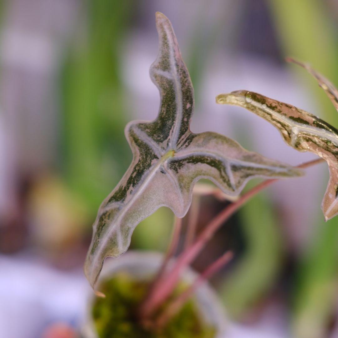 Alocasia Nobillis Pink\"K\"│アロカシア ノビリス ピンク