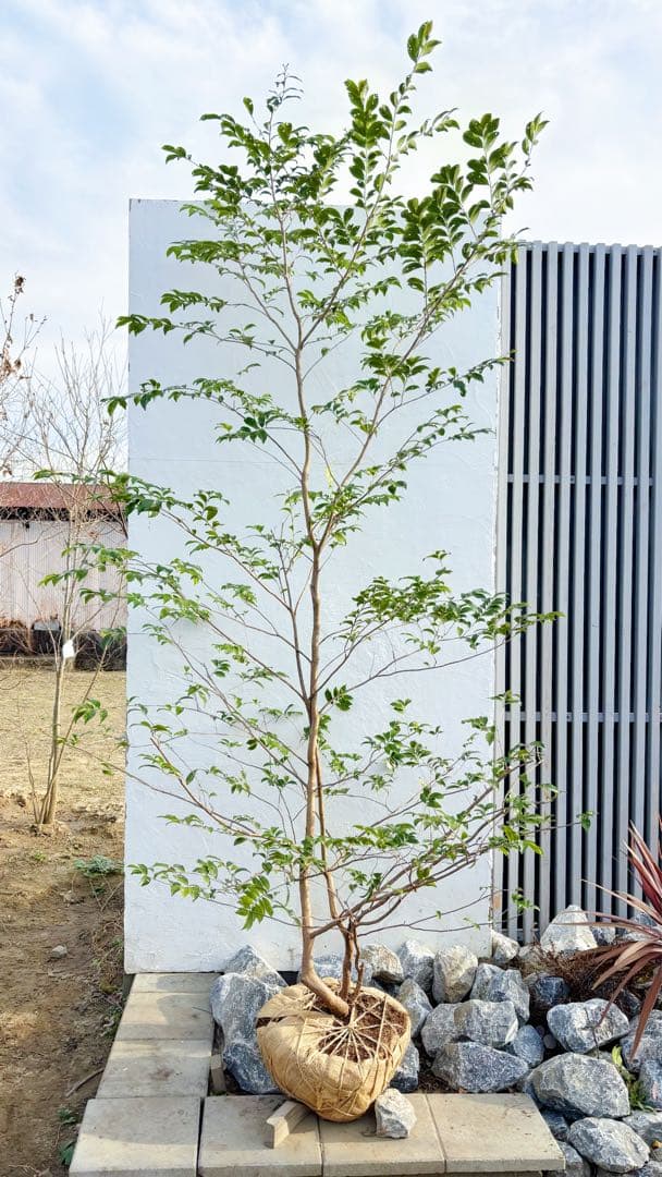 絶品。山採りヒサカキ株立ち3.1M(鉢底から)品番D