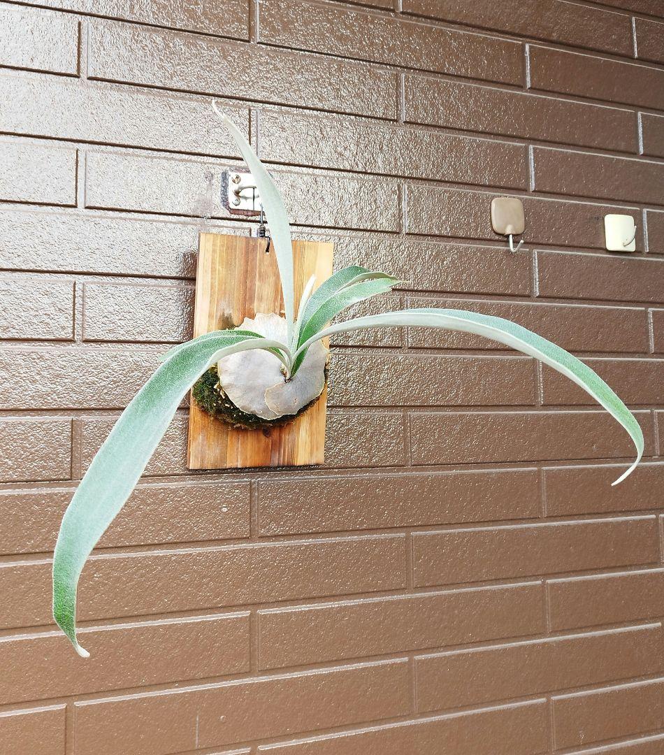 veitchii Auburn  (oc) 株分 ビカクシダ