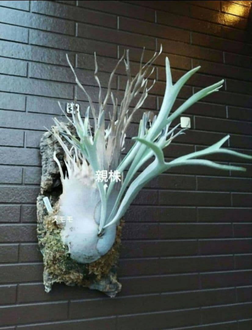 veitchii Auburn  (oc) 株分 ビカクシダ