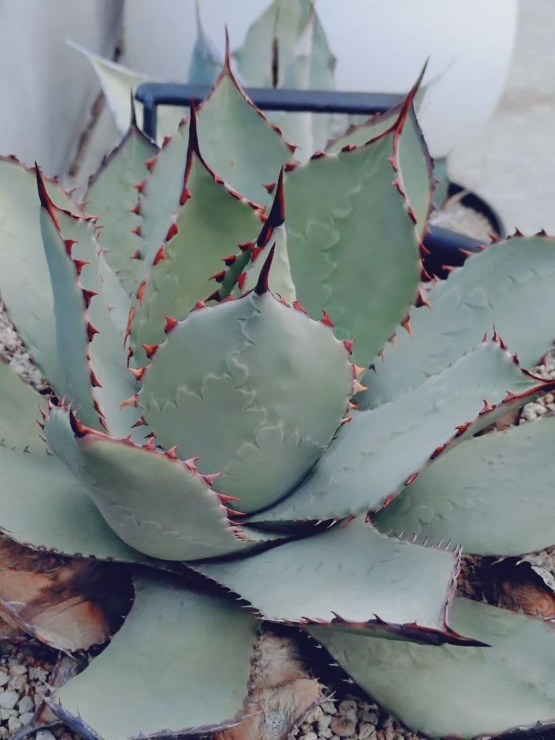 アガベ　パリー　ハイブリッド　ホーチエンシス　オバティフォリア　希少　子株