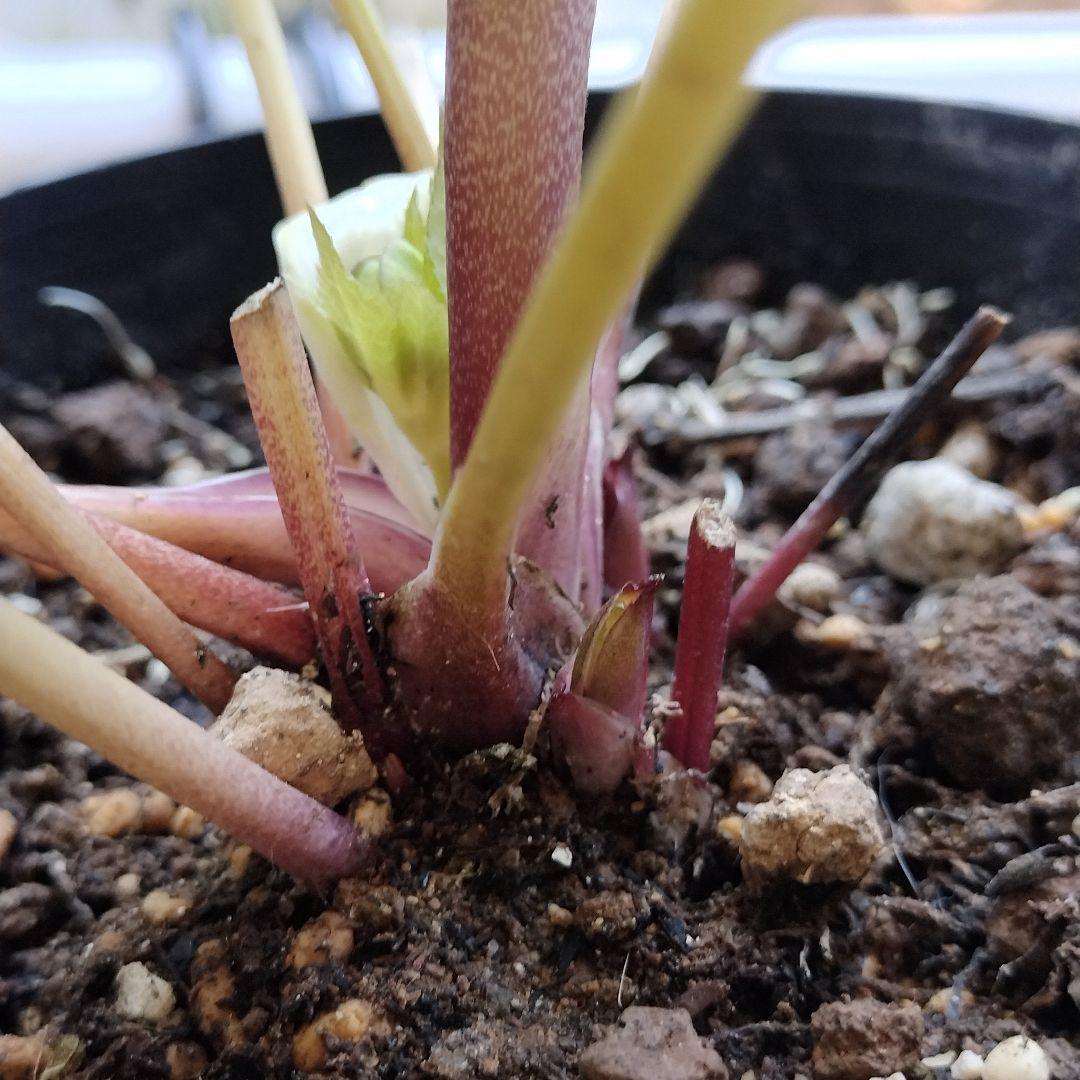 クリスマスローズ開花株　sdグリーンゴールド大和園　sd多弁アンティーク他交配済