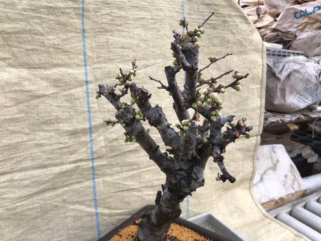 木瓜(ボケ)・放春花　安田錦　角鉢(大)(咲分け保証品)