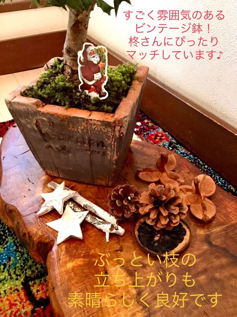 天然野生＊とてもダイナミックな森の可愛い柊さん【柊＊クリスマスツリー】