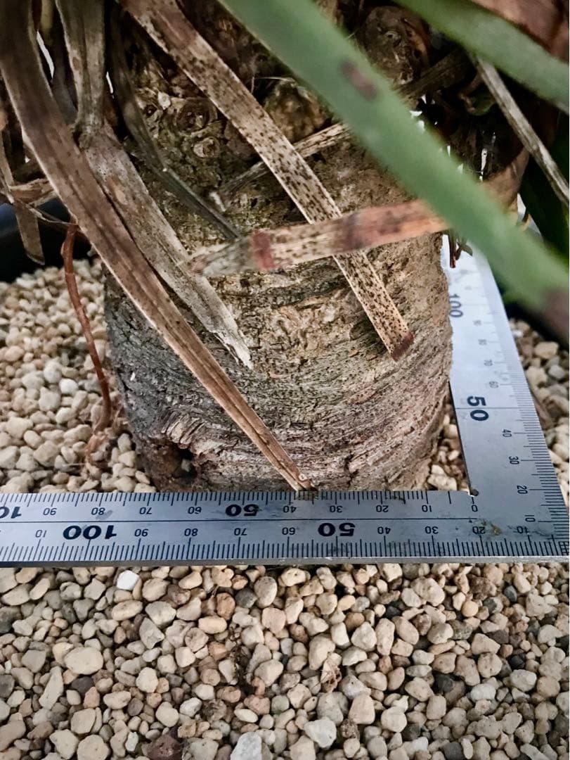 アガベ ストリクタ / 吹上　　幹立ち大株 マルチヘッド