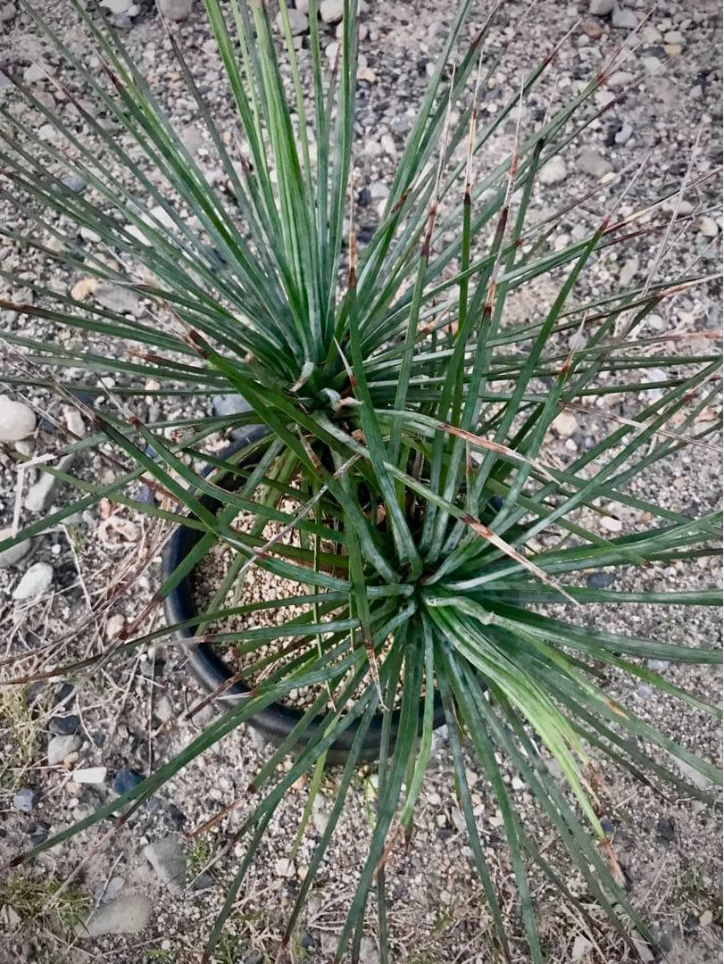 アガベ ストリクタ / 吹上　　幹立ち大株 マルチヘッド