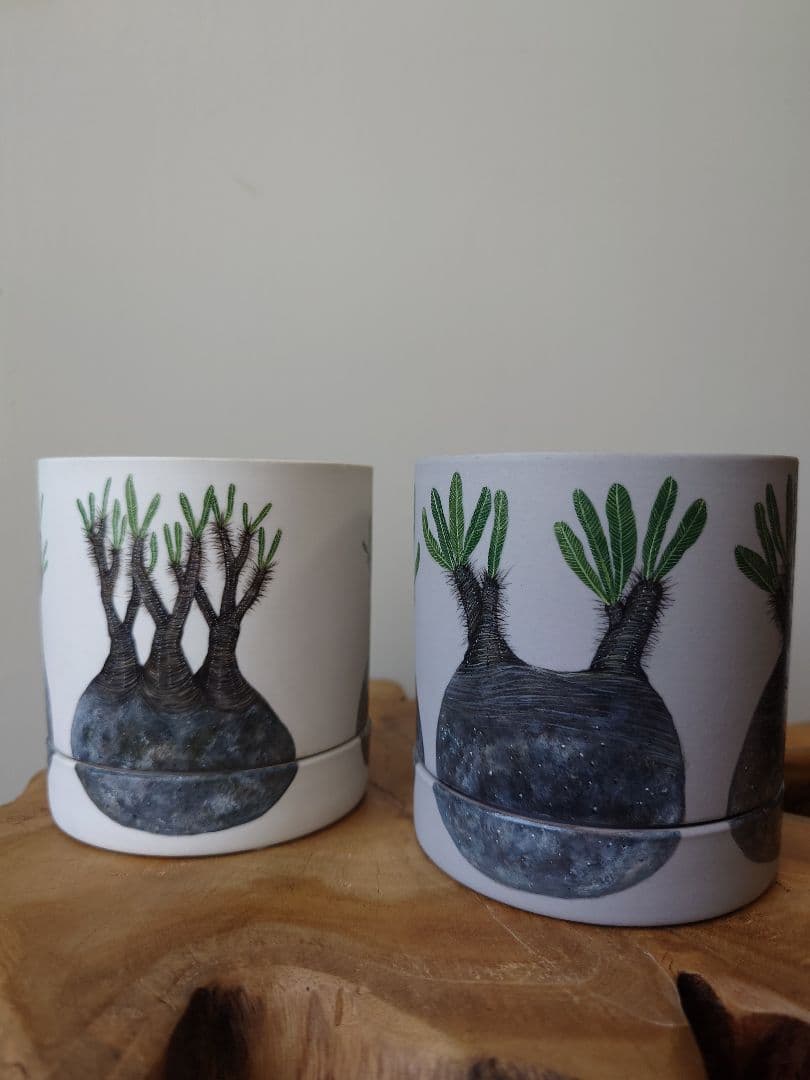 【一点物】 saori_ohwada パキポディウム グラキリス ペイント鉢