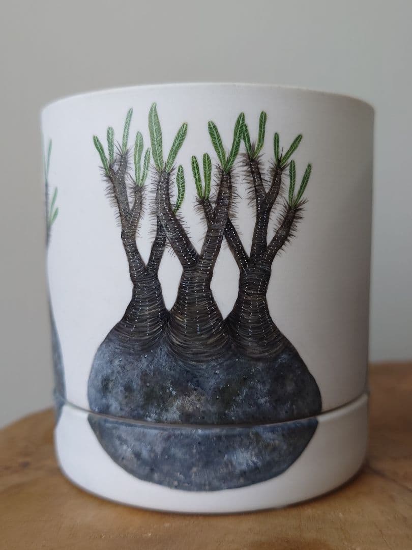 【一点物】 saori_ohwada パキポディウム グラキリス ペイント鉢