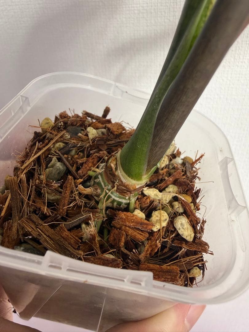 アロカシア　シンポ斑入り