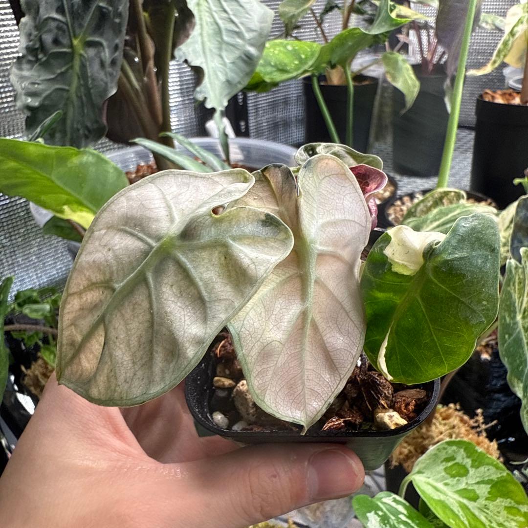 希少 アロカシア ハートバルーン ピンク 中株