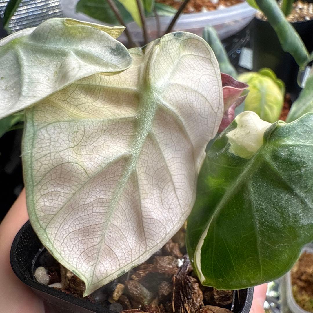 希少 アロカシア ハートバルーン ピンク 中株